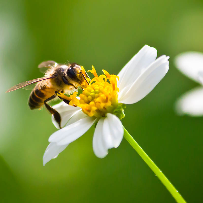 Jardin L'Atelier Adhémar en Drôme Provençale