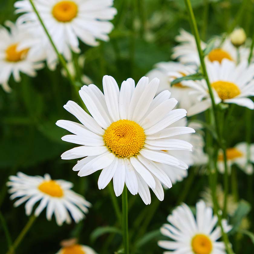 Jardin L'Atelier Adhémar en Drôme Provençale